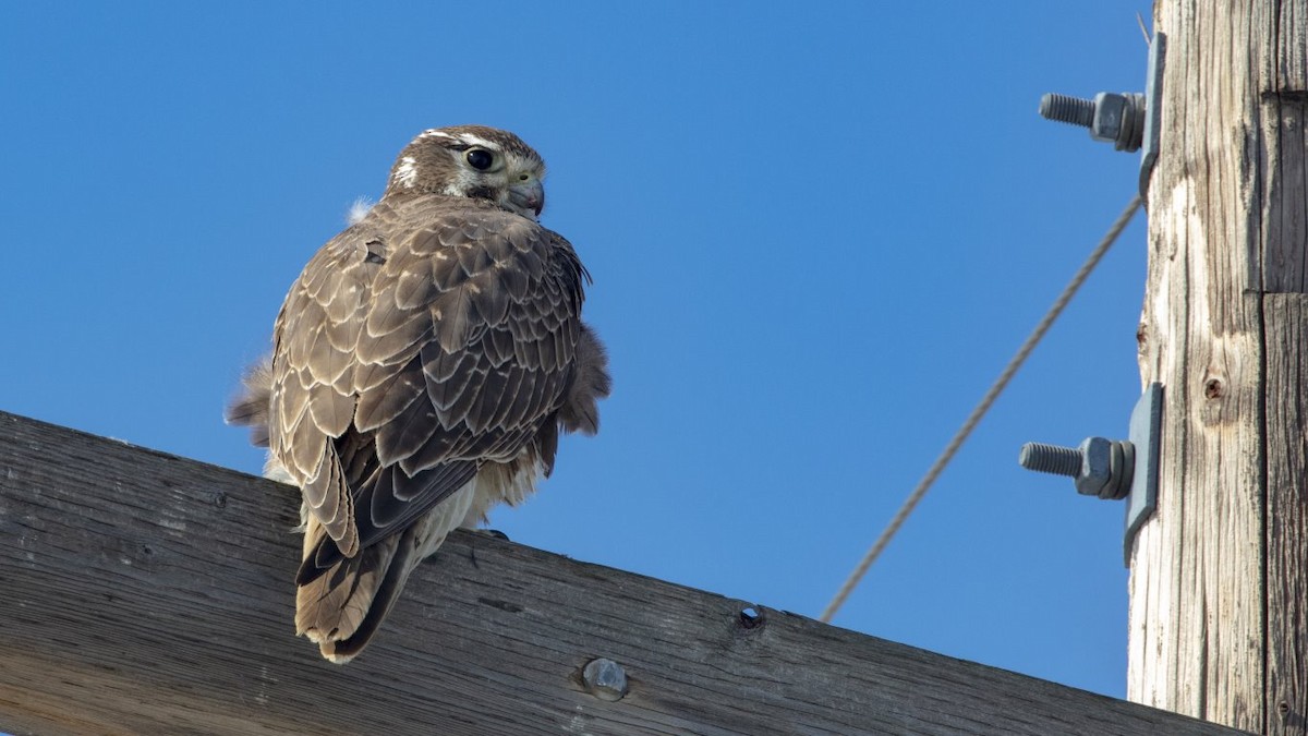 Prairie Falcon - Ivar Husa