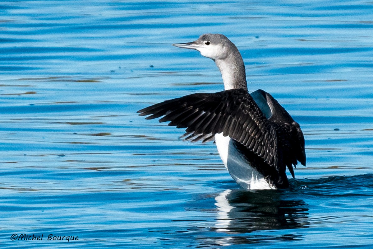 Red-throated Loon - ML183250541
