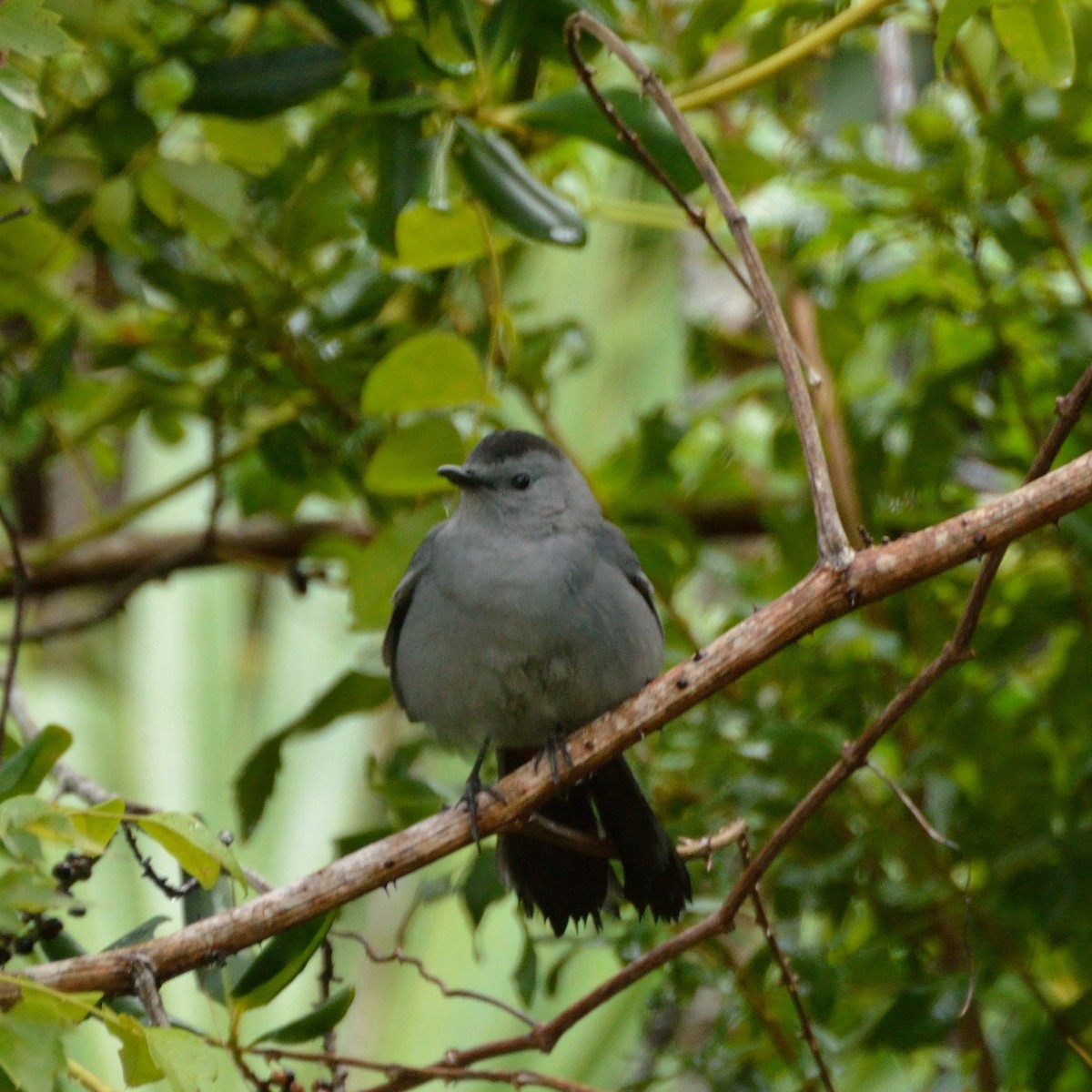 Gray Catbird - Bente Torvund