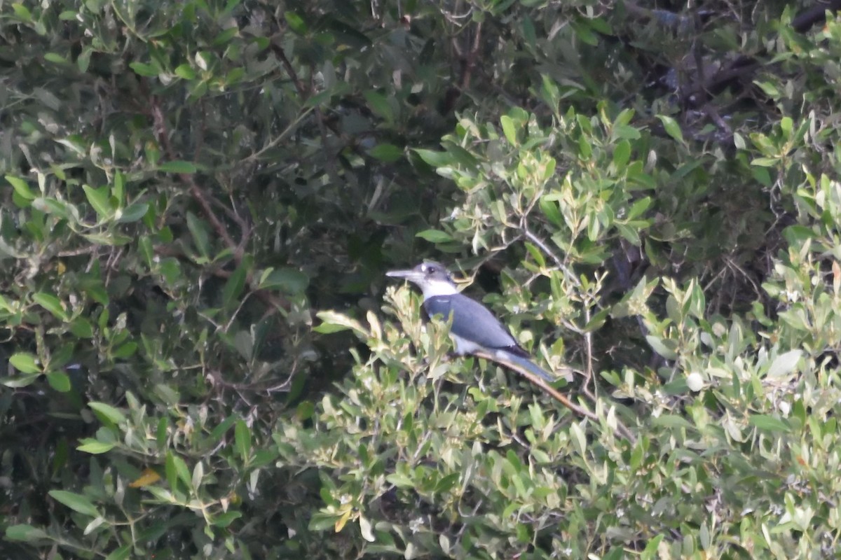 Belted Kingfisher - ML183252611