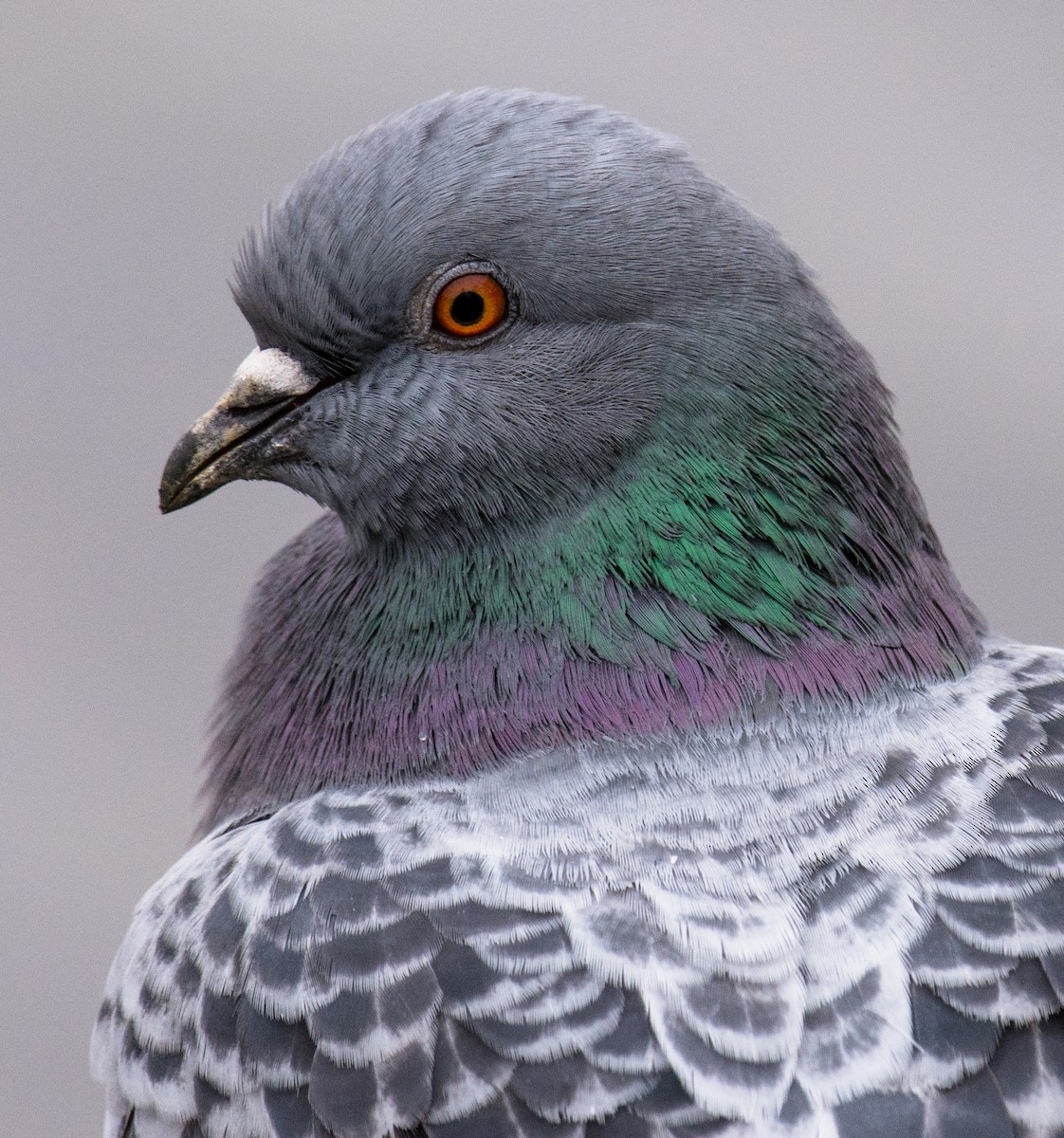 Rock Pigeon (Feral Pigeon) - ML183252751
