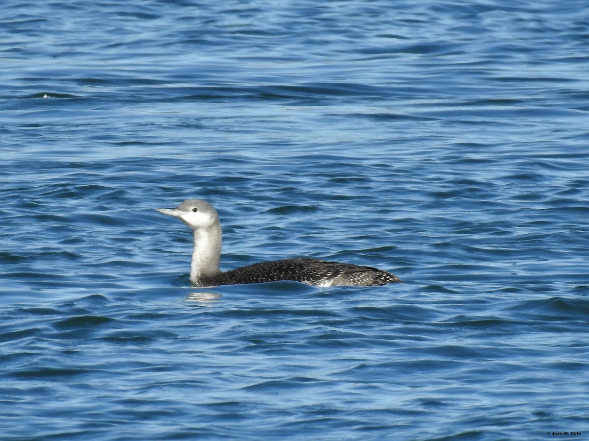 Red-throated Loon - ML183254171