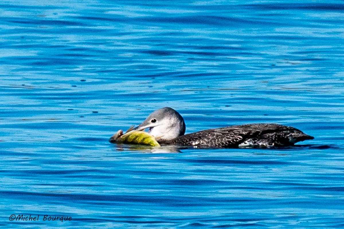 Red-throated Loon - ML183254641
