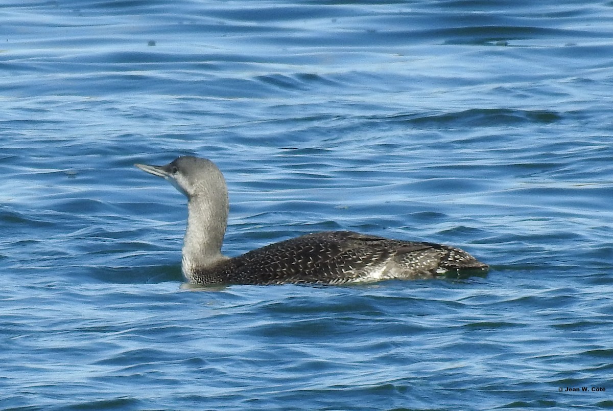 Red-throated Loon - ML183255131