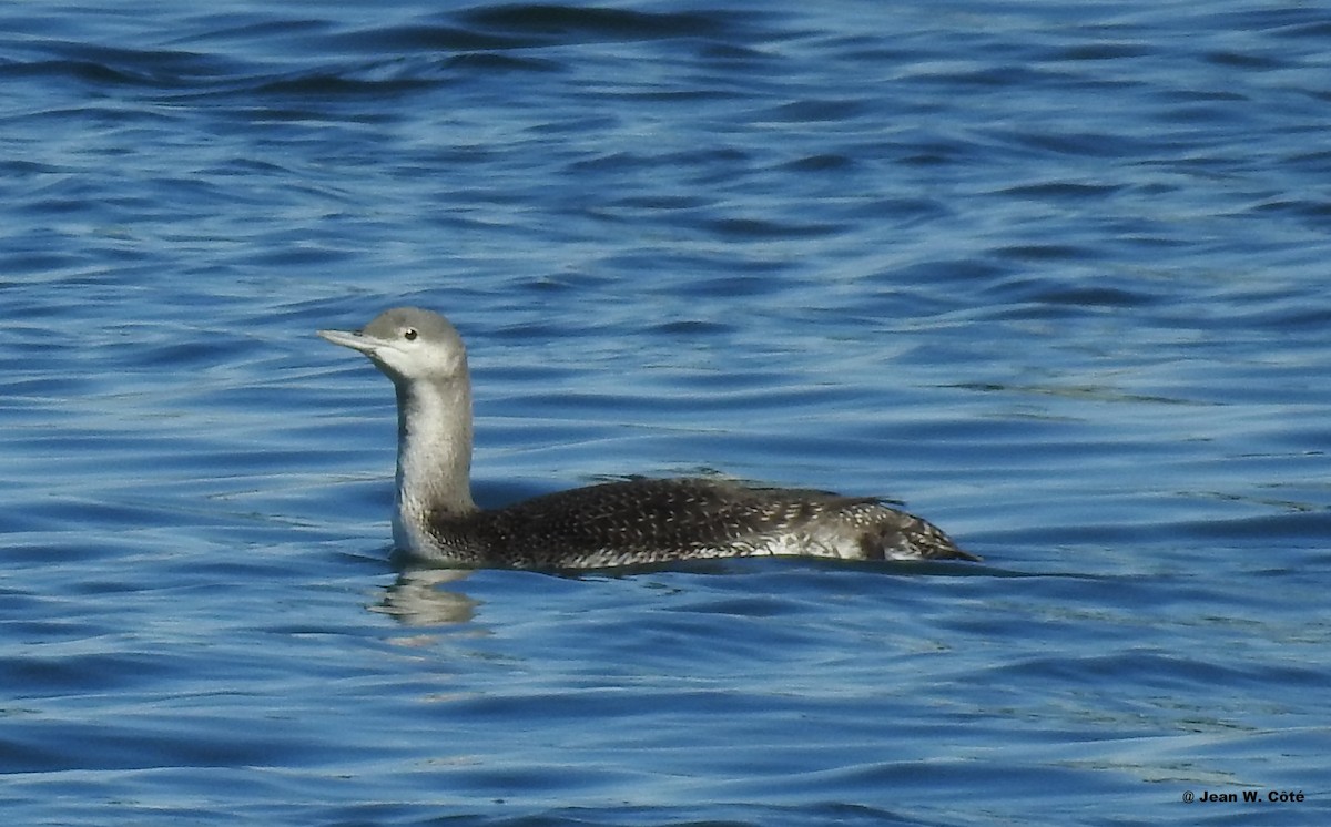 Red-throated Loon - ML183255521
