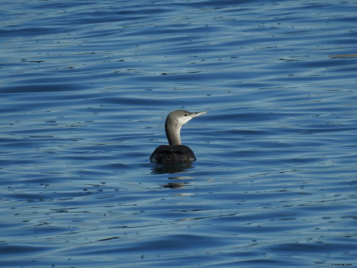 Red-throated Loon - ML183256211