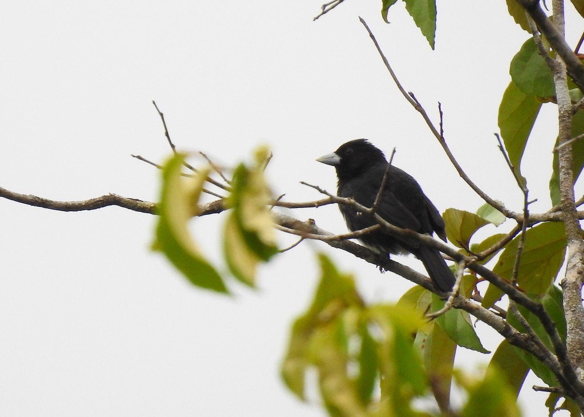 Cone-billed Tanager - ML183256731