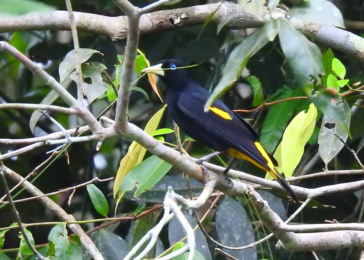 Yellow-rumped Cacique - ML183257701