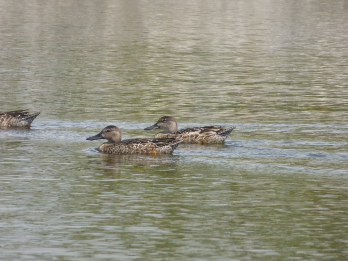 Blue-winged Teal - ML183258221
