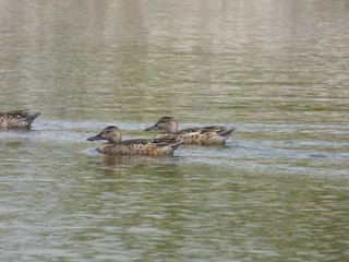 Blue-winged Teal, ML183258221