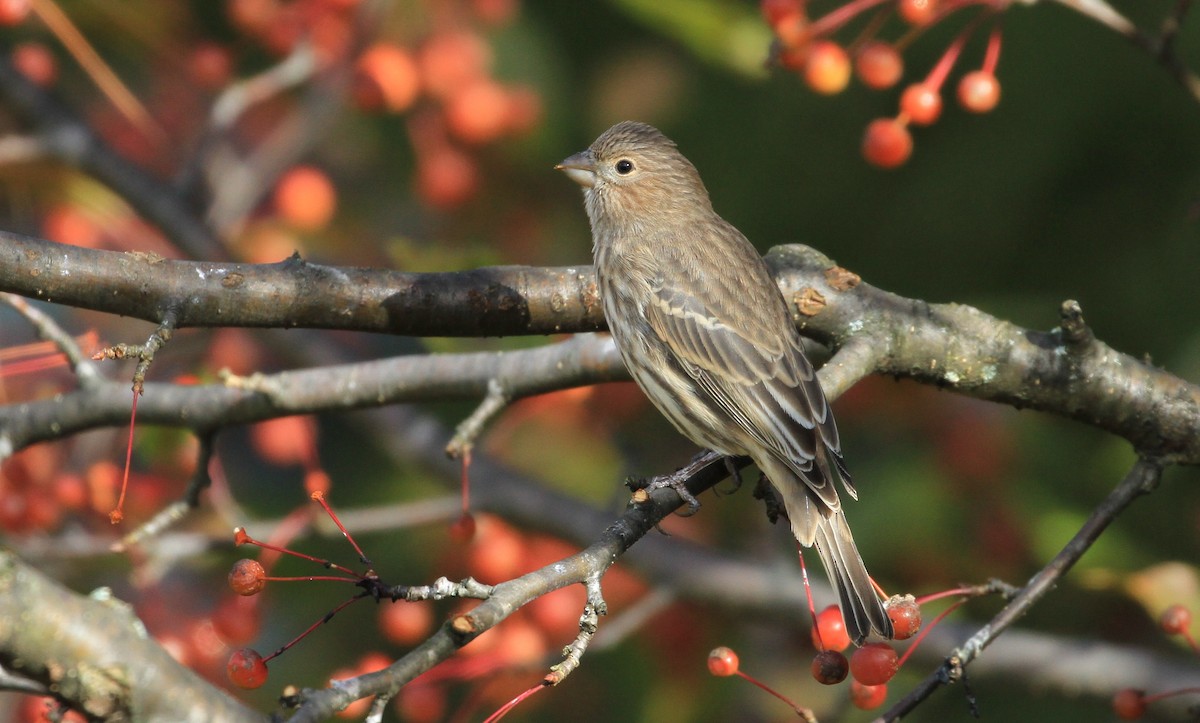 House Finch - Diane St-Jacques