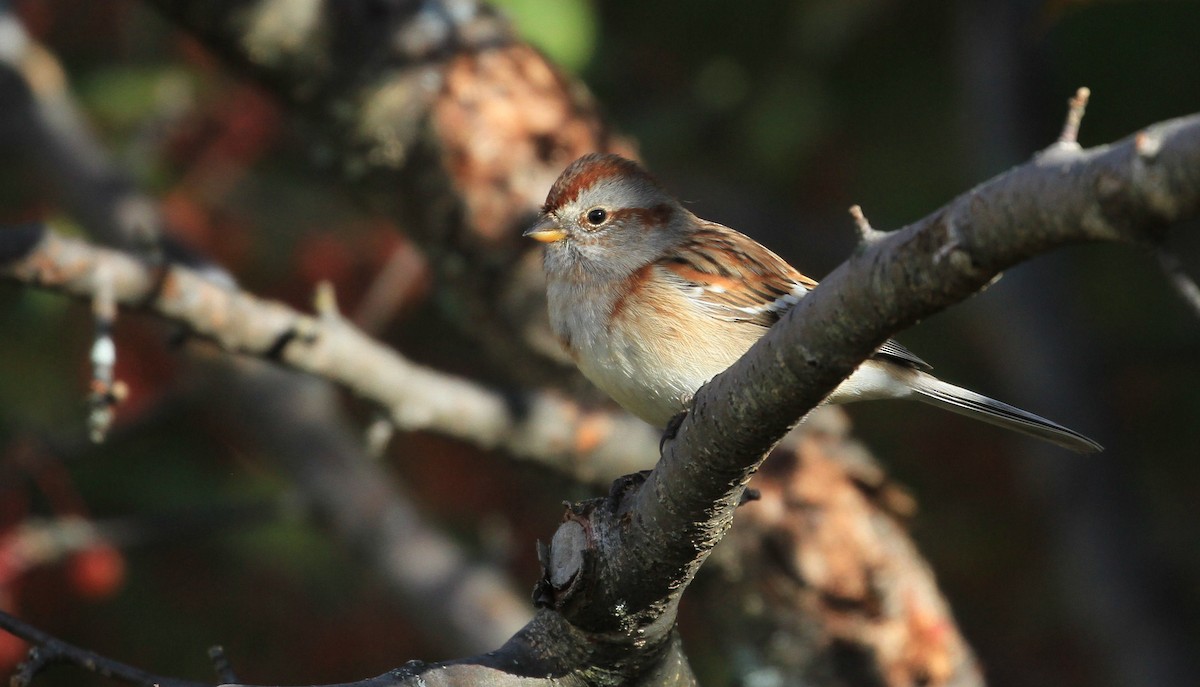 American Tree Sparrow - ML183258741