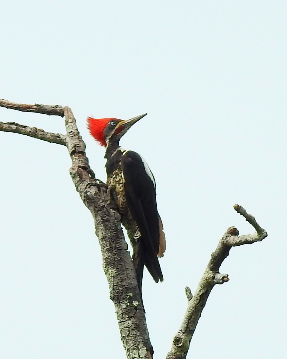 Lineated Woodpecker - Mark Smiles