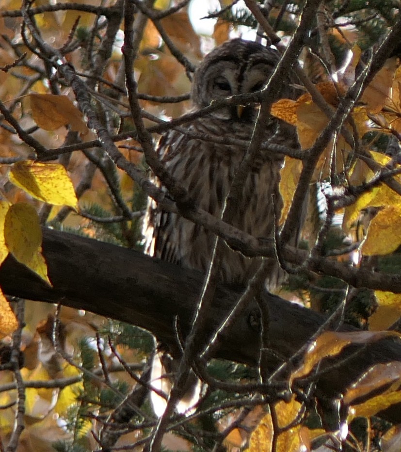 Barred Owl - ML183261471