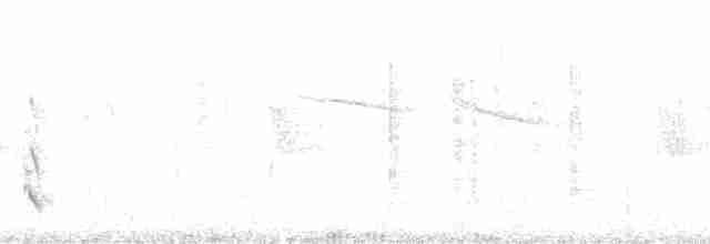 Weißbauchamazilie - ML183268