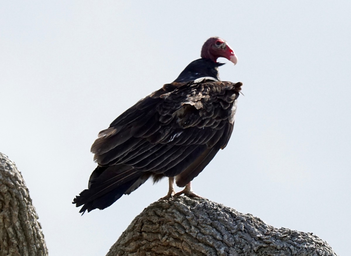 Turkey Vulture - ML183269551
