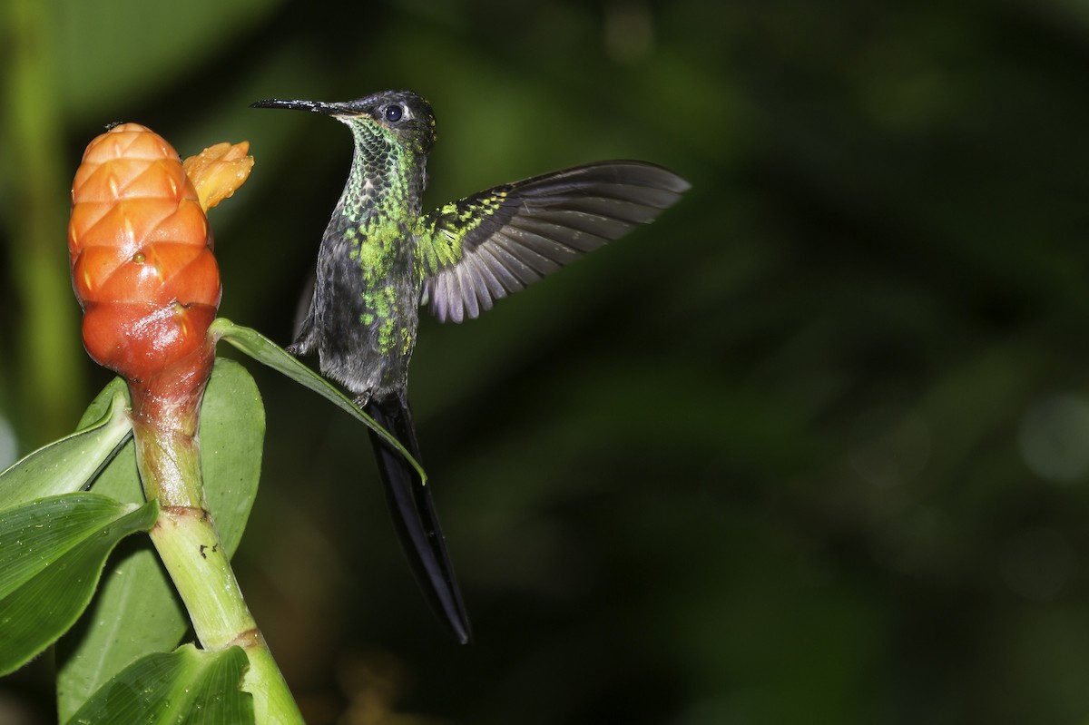 Scissor-tailed Hummingbird - javier  mesa
