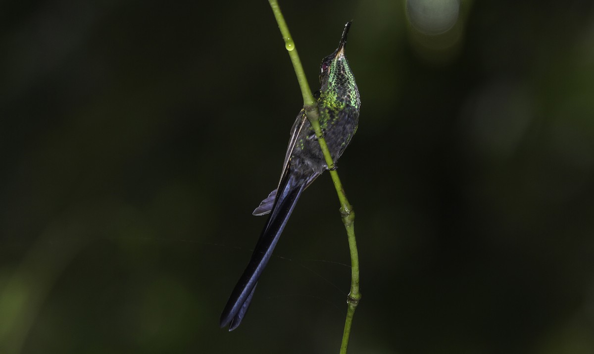 Scissor-tailed Hummingbird - ML183270051