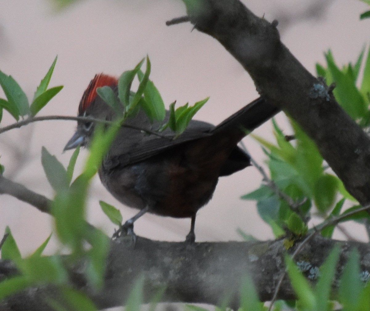 Red-crested Finch - ML183272071