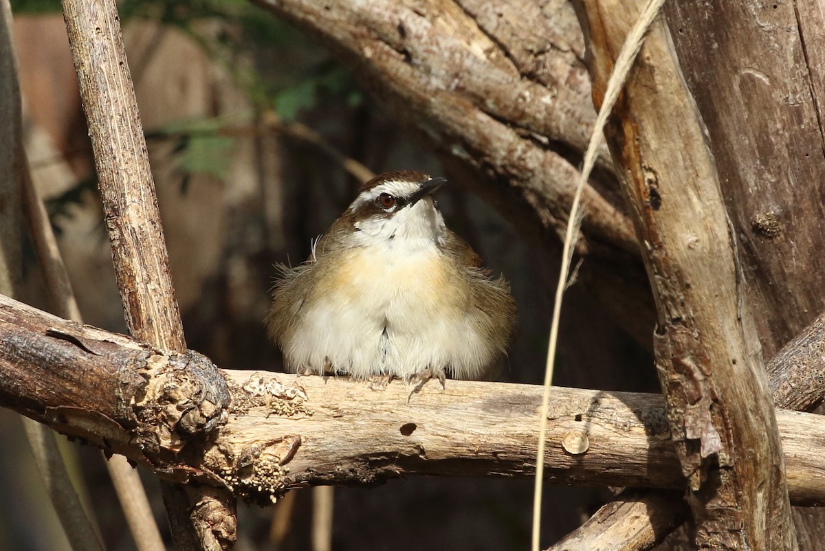 New Caledonian Grassbird - ML183274381