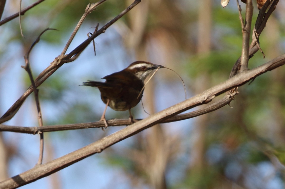 New Caledonian Grassbird - ML183274541