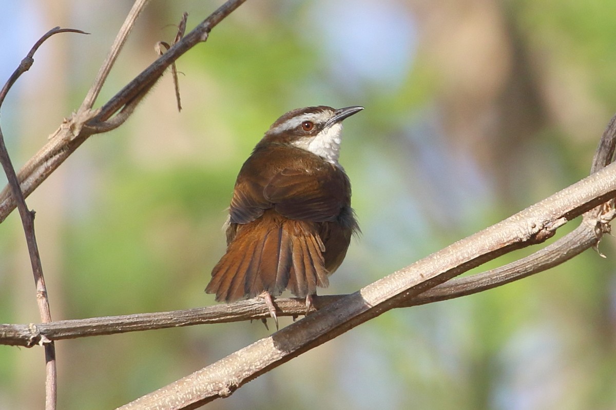 New Caledonian Grassbird - ML183274561