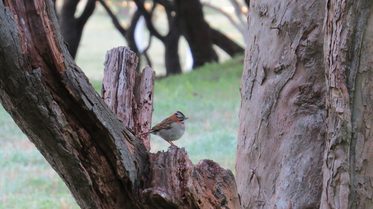 Rufous-collared Sparrow - ML183275651