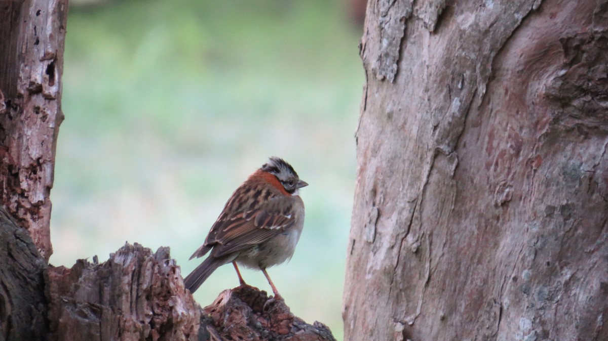 Rufous-collared Sparrow - ML183275941