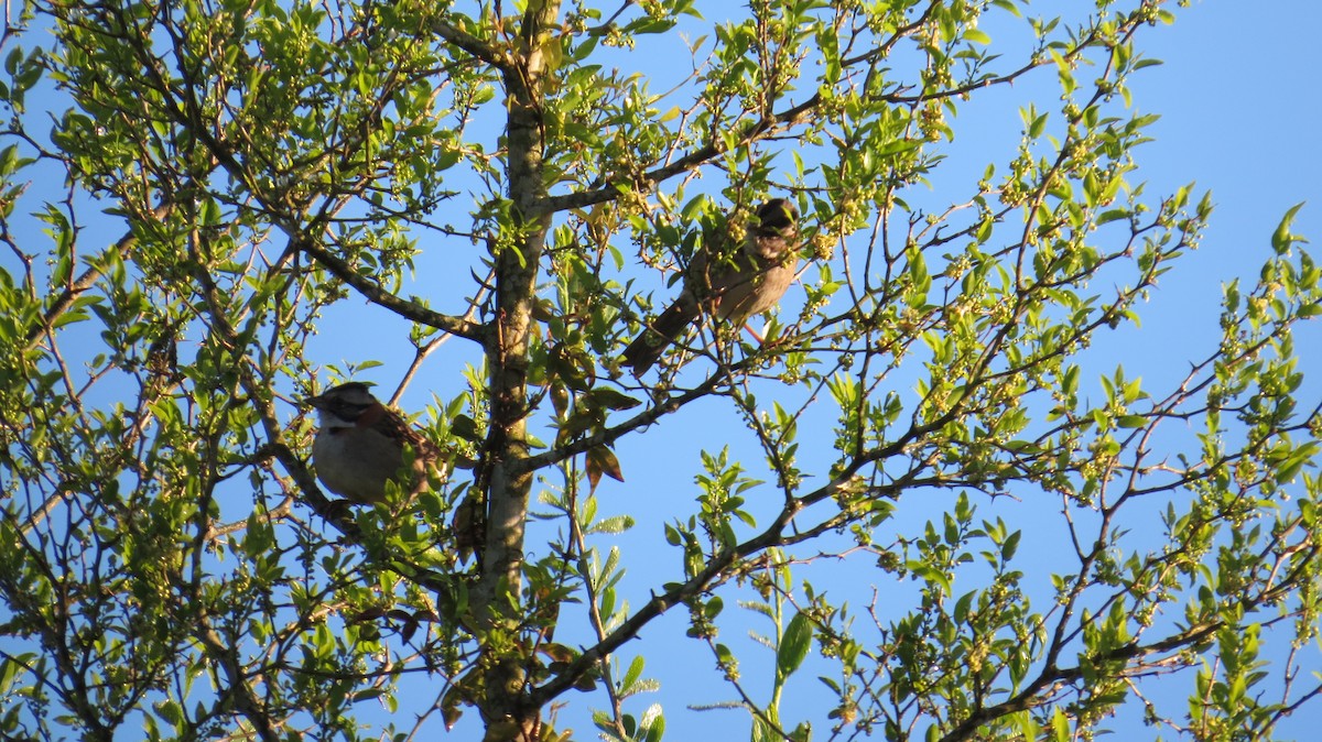 Rufous-collared Sparrow - ML183276501