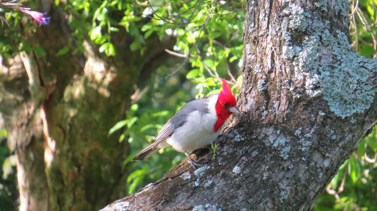 Red-crested Cardinal - ML183276821