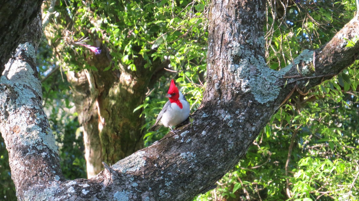 Red-crested Cardinal - ML183276851