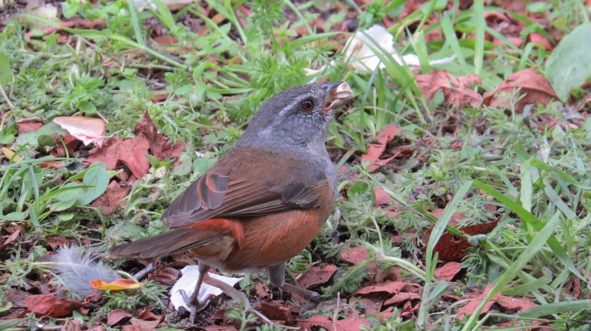 Gray-throated Warbling Finch - ML183277081