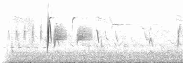 tyranovec vrbový - ML183278461