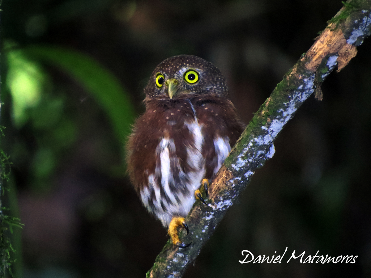 Central American Pygmy-Owl - ML183289441