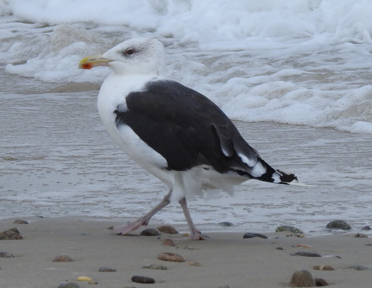 Great Black-backed Gull - Andy Frank