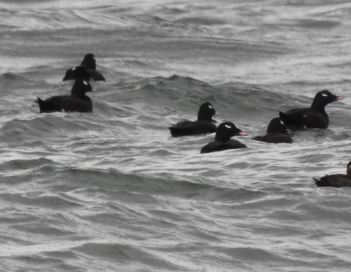 White-winged Scoter - Andy Frank