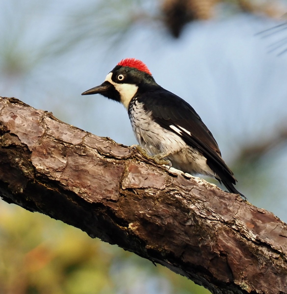Acorn Woodpecker - Mary Goodart