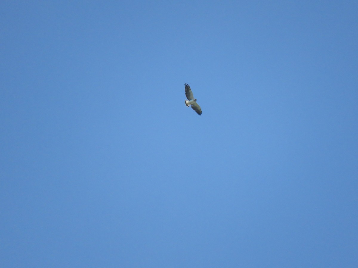 White-tailed Hawk - ML183301681