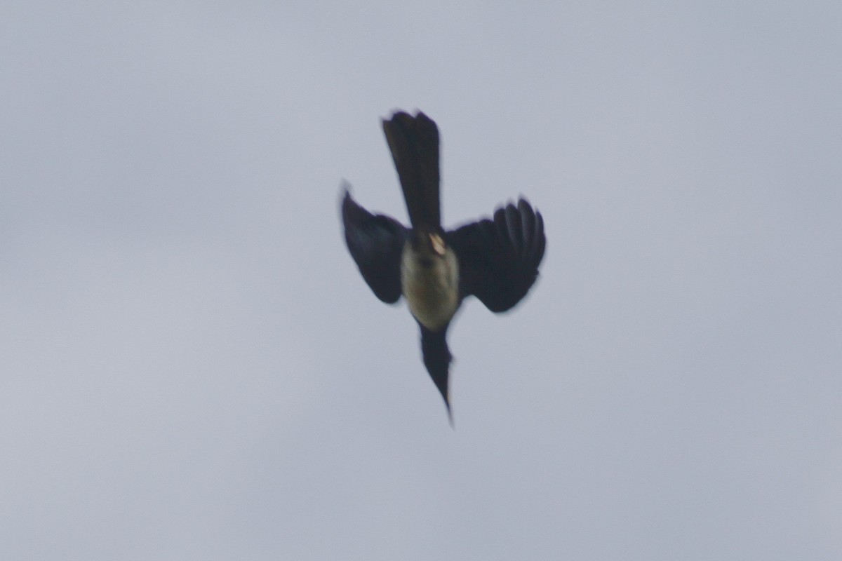 Crowned Hornbill - Juan martinez