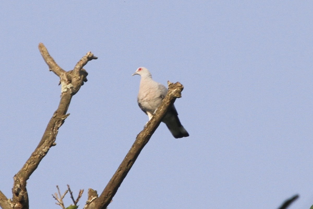 Pigeon gris - ML183305261