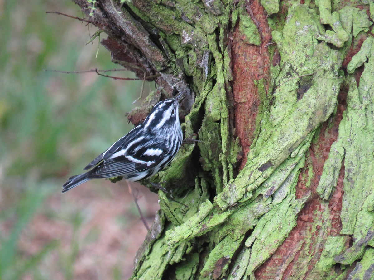 Black-and-white Warbler - ML183307811