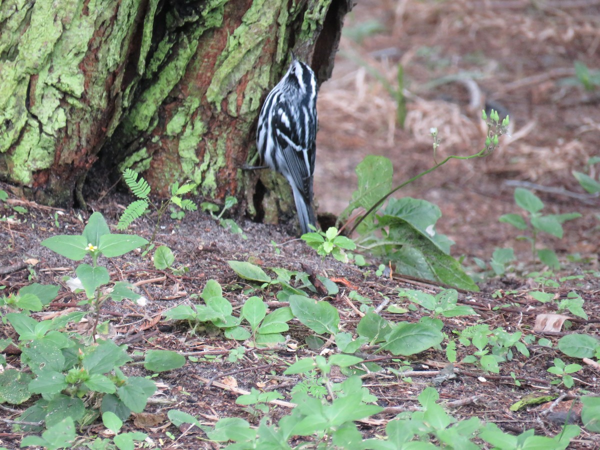 Black-and-white Warbler - ML183307821
