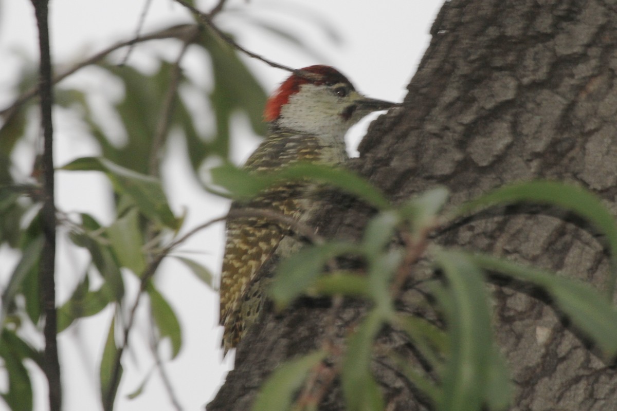 Golden-tailed Woodpecker - Juan martinez