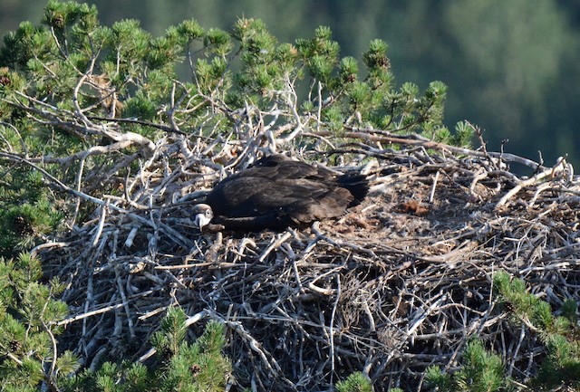 View of nest cup.&nbsp; - Cinereous Vulture - 