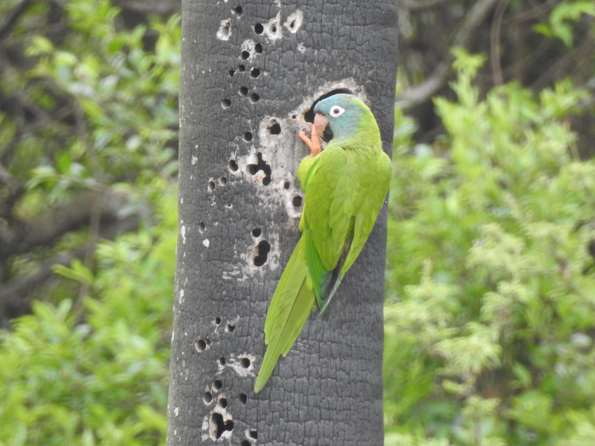 Blue-crowned Parakeet - ML183309381