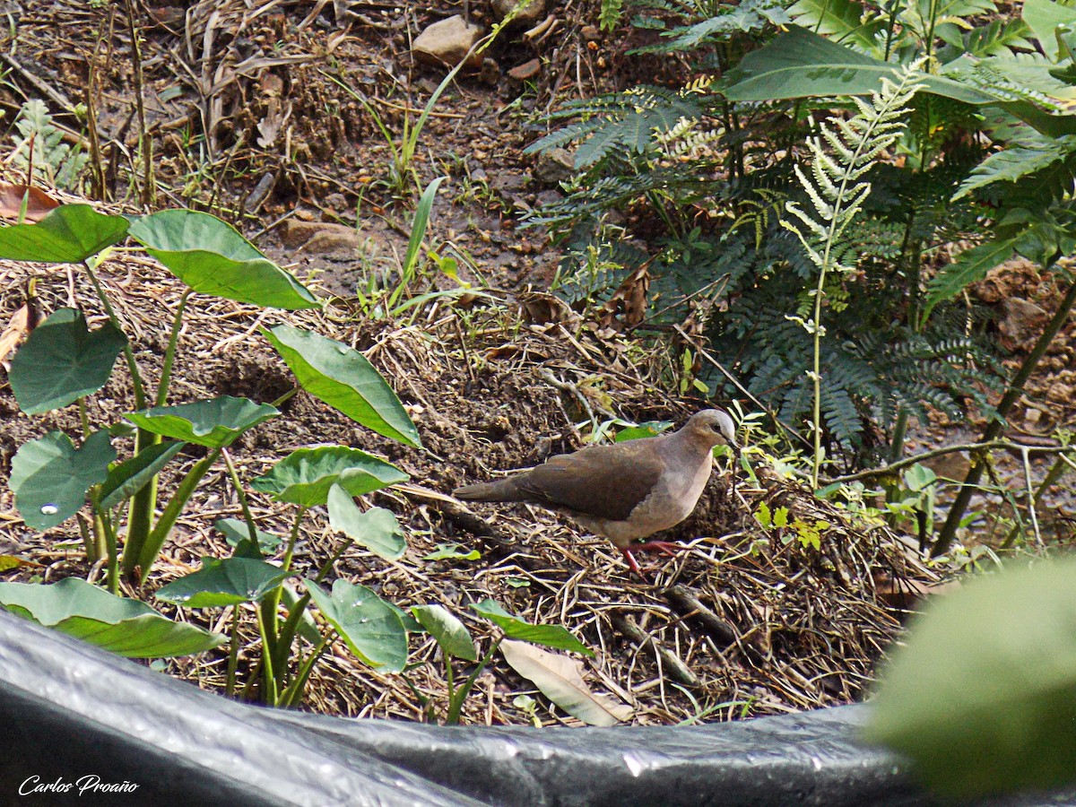 Gray-fronted Dove - ML183309521