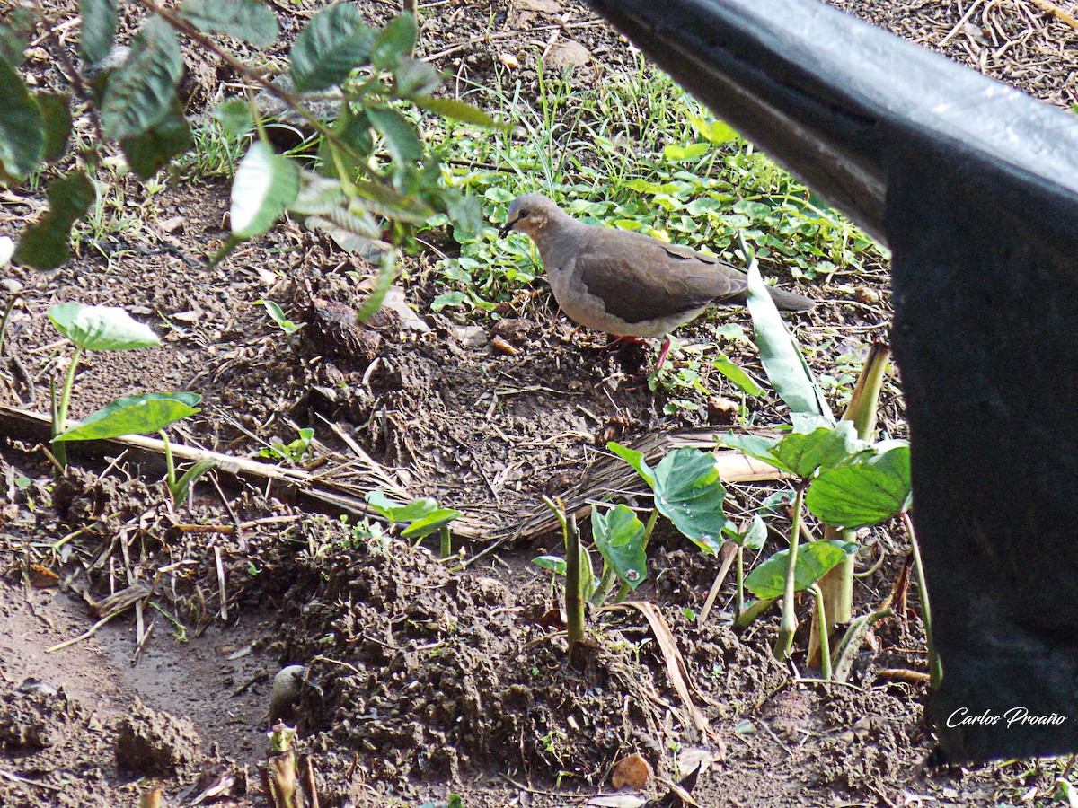 Gray-fronted Dove - ML183309541
