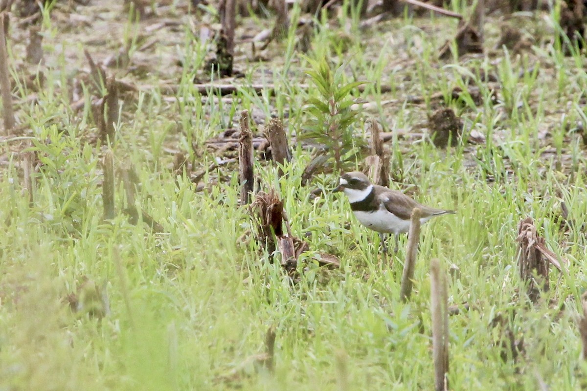Semipalmated Plover - ML183316091