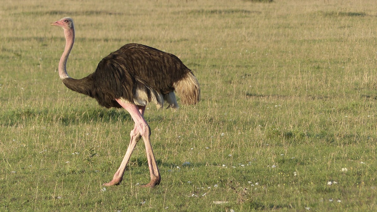 Common Ostrich - Deven Kammerichs-Berke