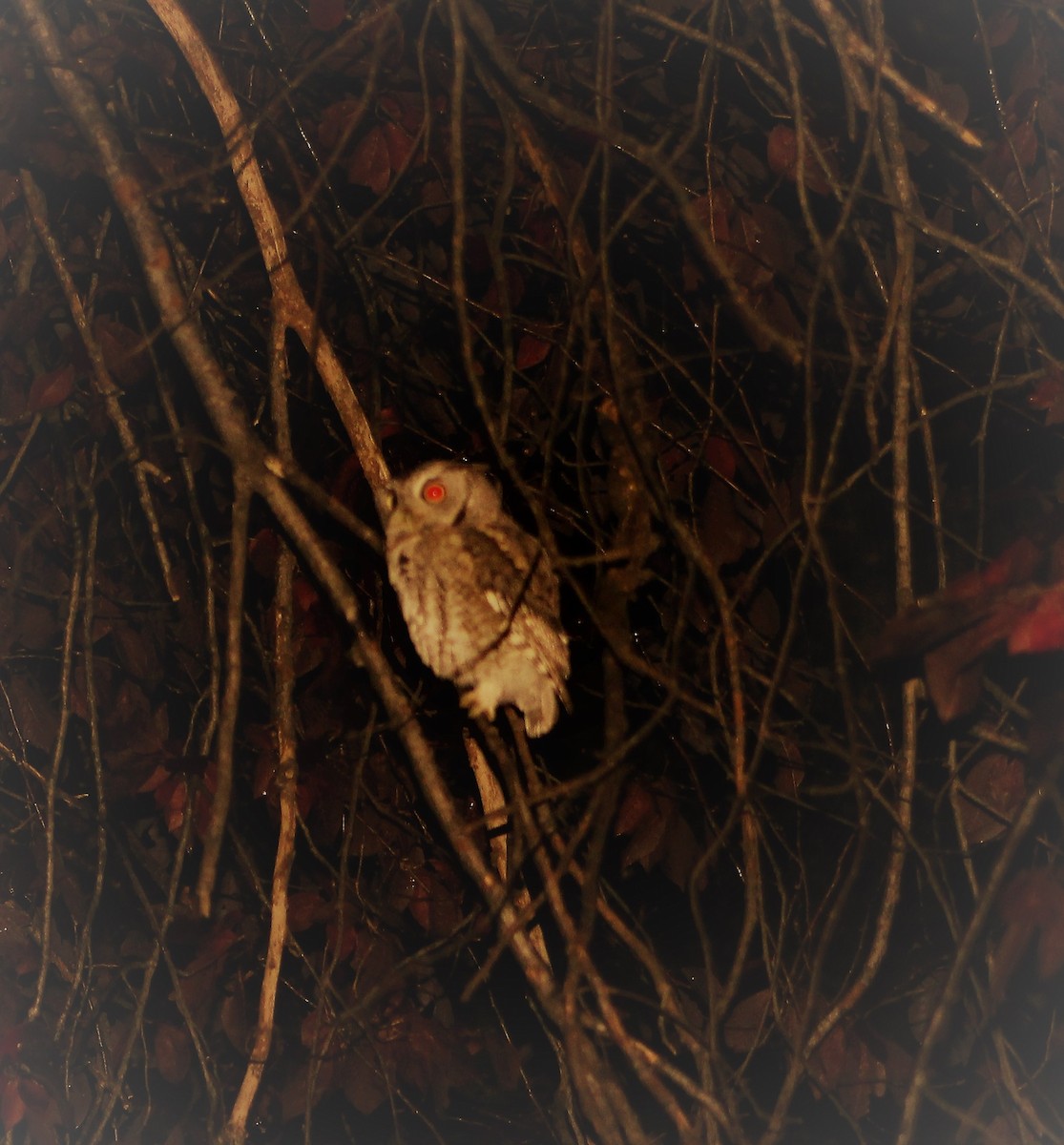 Eastern Screech-Owl - Ben Ream